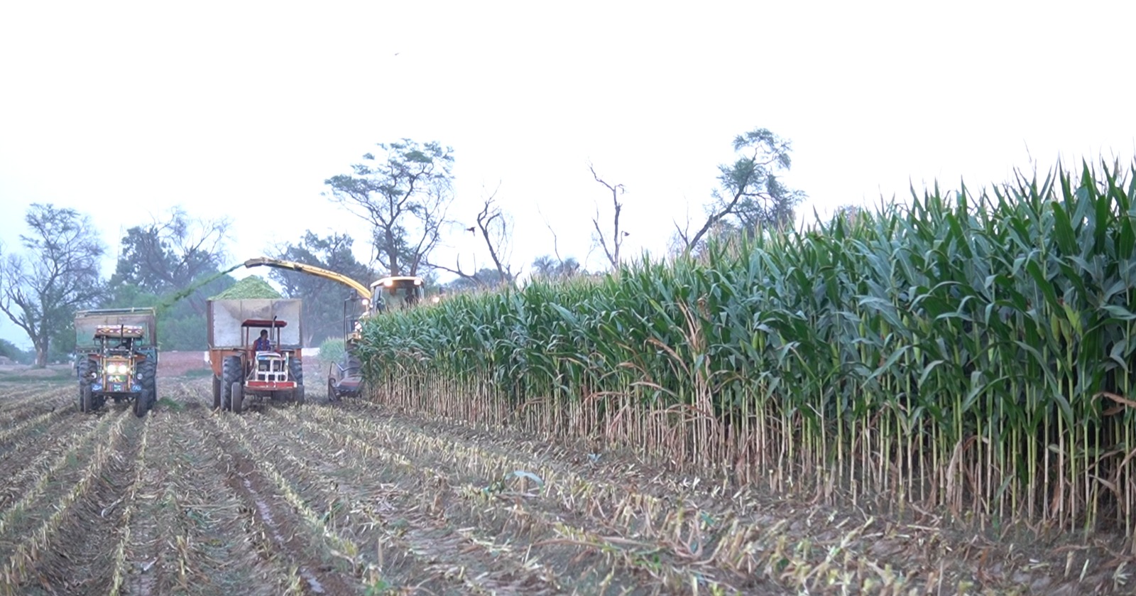 High-yield commercial maize crop harvesting and silage operations in Khanewal