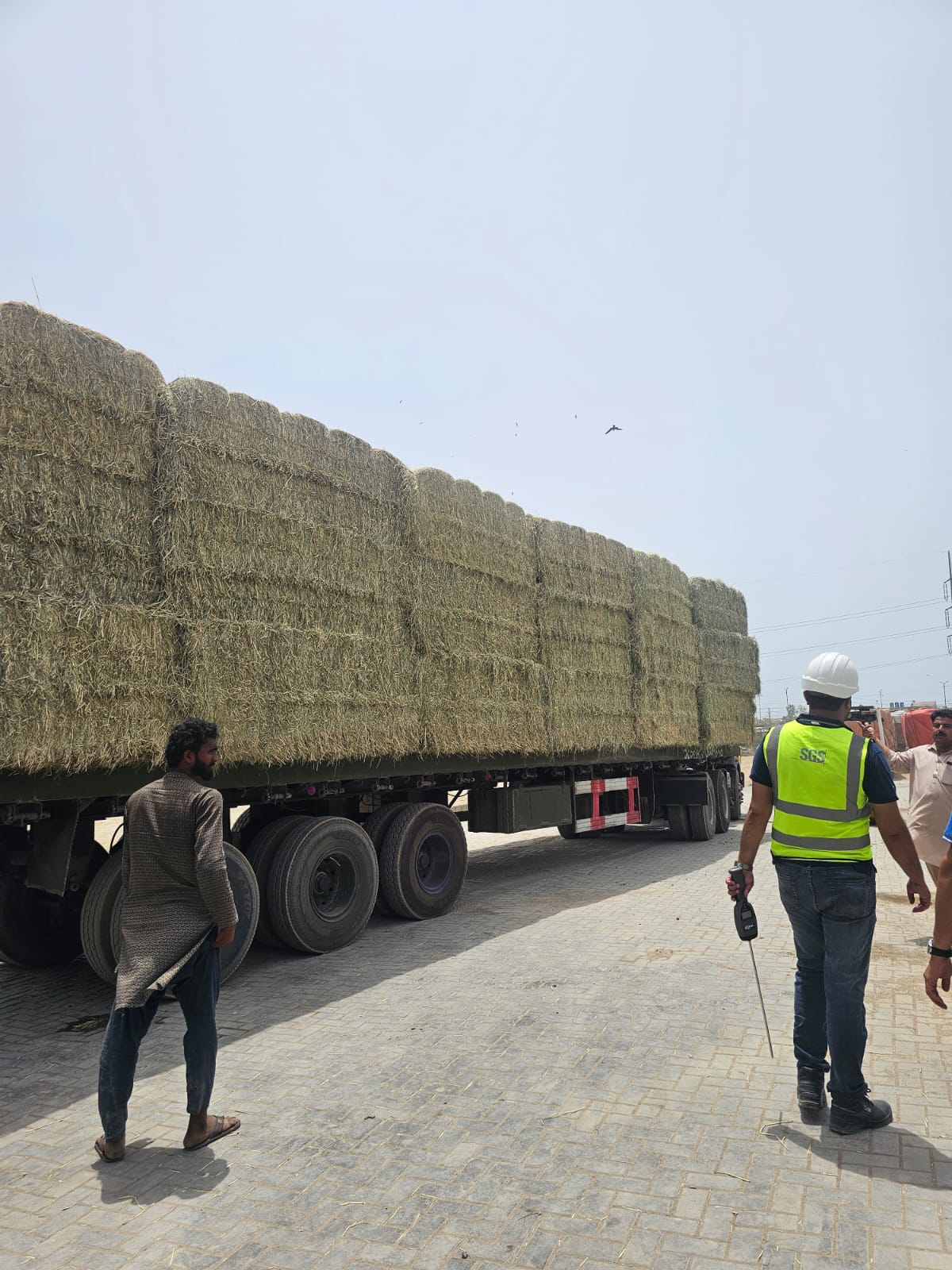 SGS quality inspector verifying high-density export-spec Rhodes grass bales on transport trailer