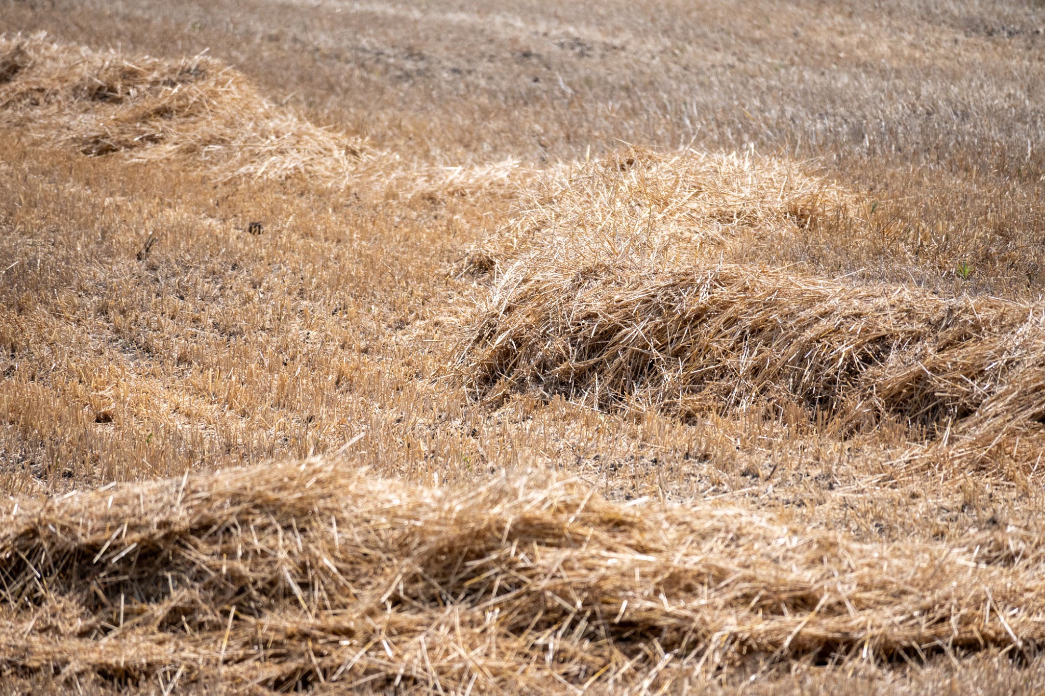 Rows of dry wheat straw crop residue harvested in field for biomass feedstock supply chain in Punjab