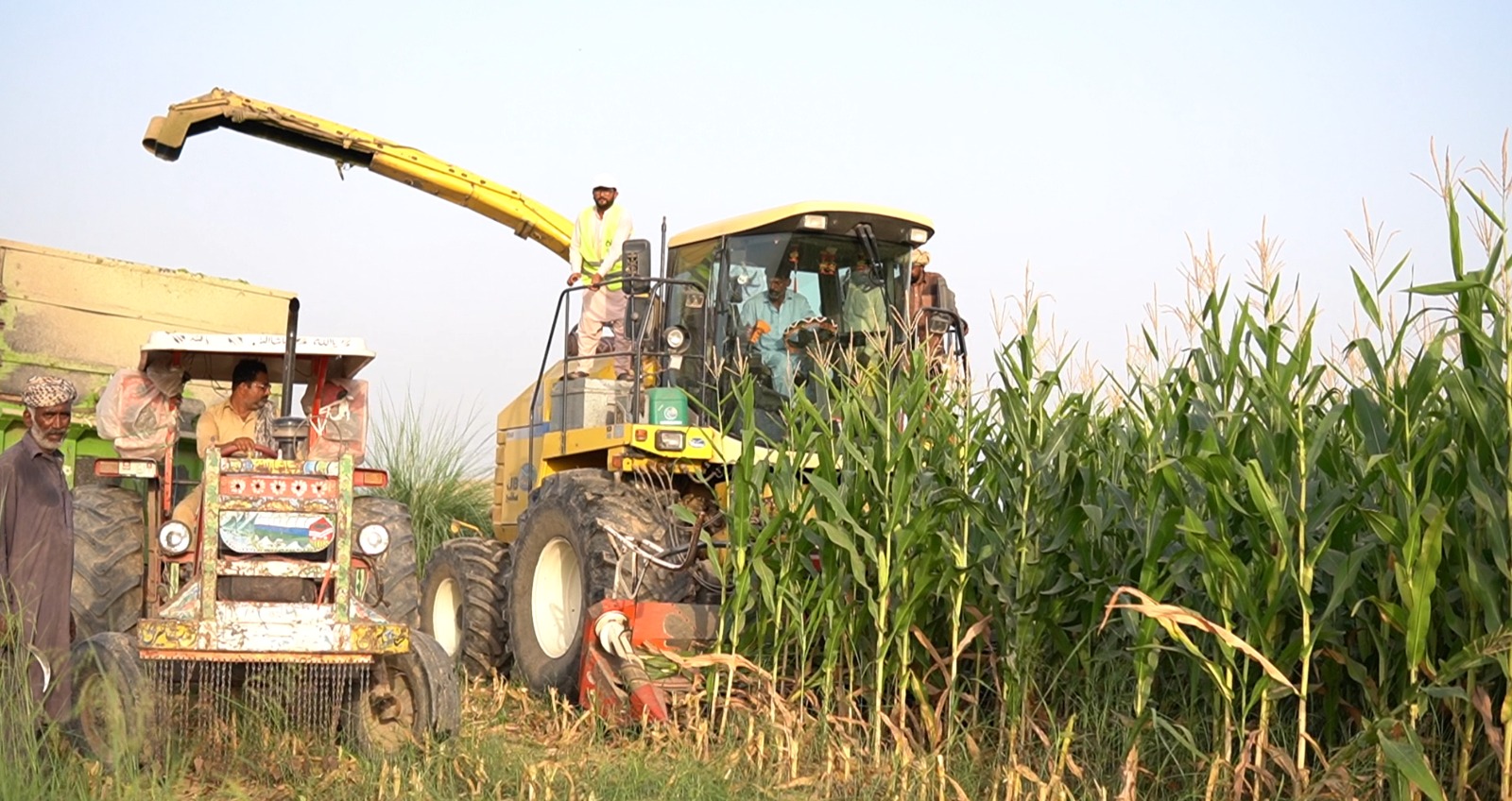 Harvesting & Quality Storage