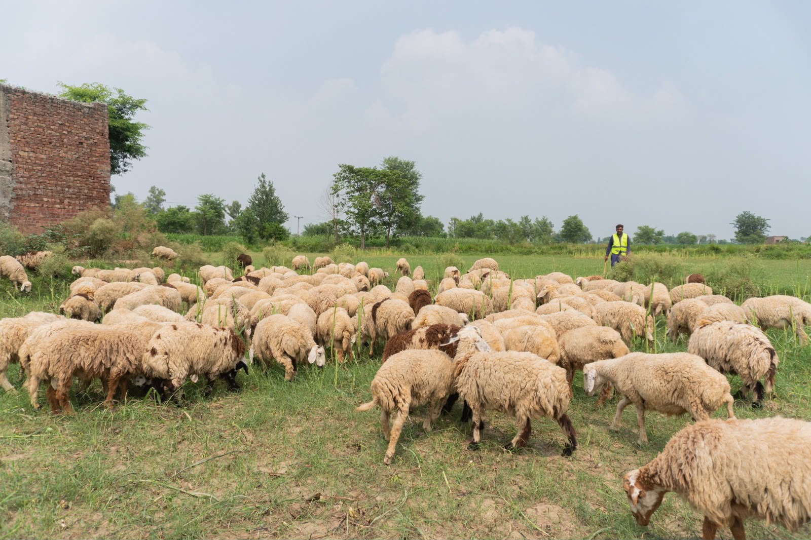 Livestock Fattening