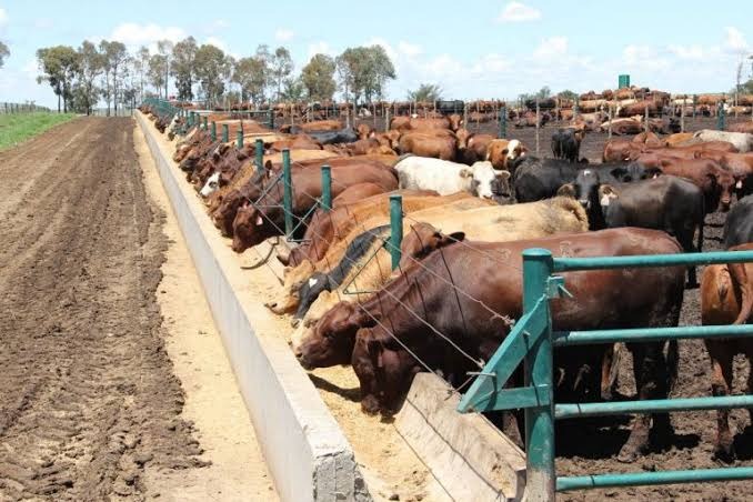 Precision Feeding & Ration Design