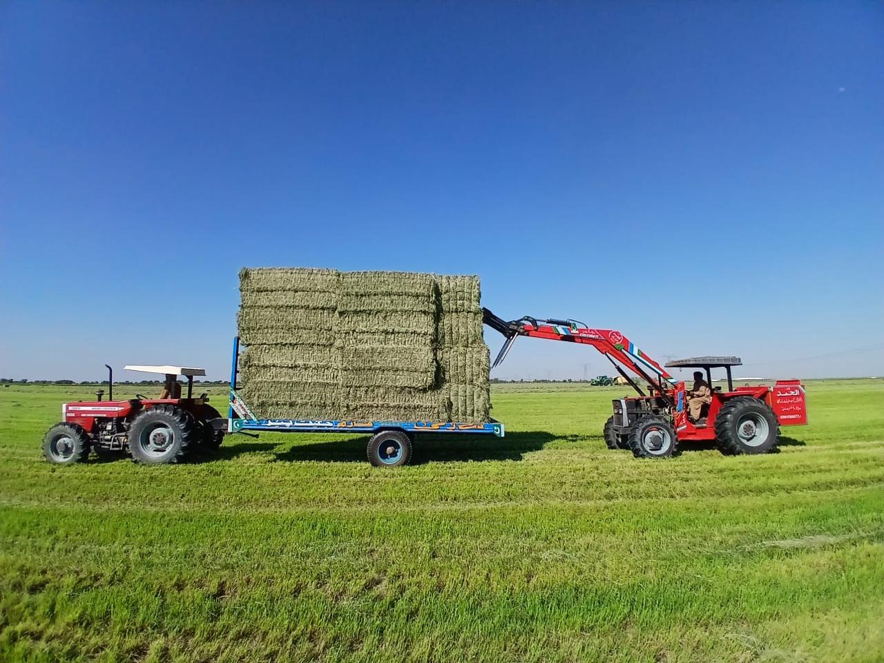 Tractor loader lifting and stacking export-spec Rhodes grass bales on commercial transport trailer