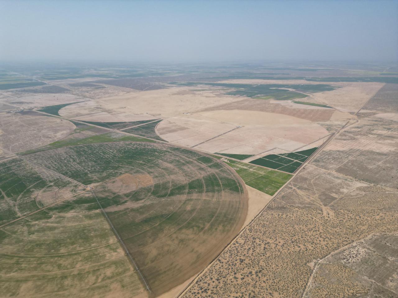 Aerial view of large-scale center-pivot irrigation circles in Cholistan
