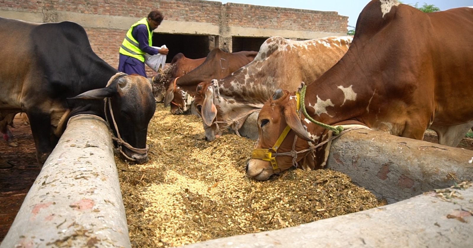 Cattle feeding at feeding trough under precision nutrition and veterinary monitoring